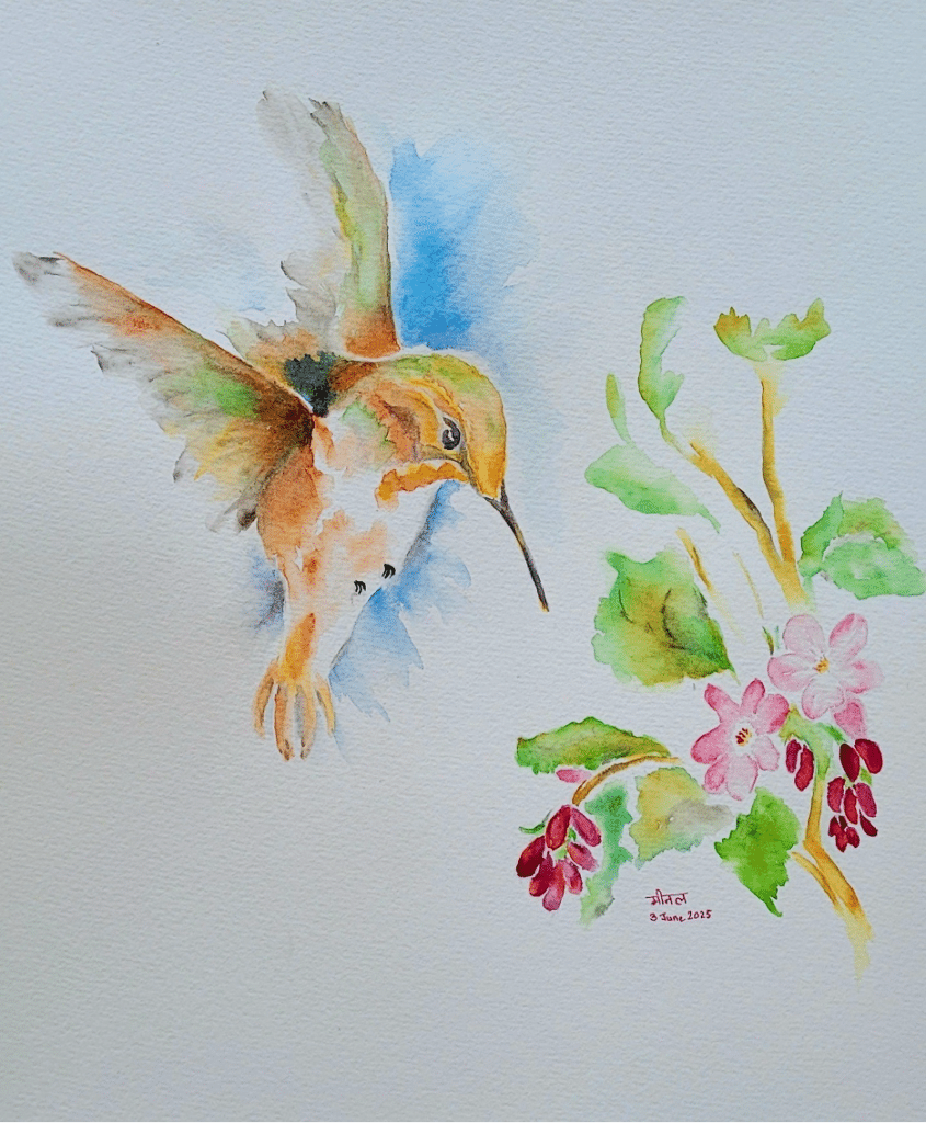 Watercolour painting of a rufous hummingbird approaching a flowering red currant flower for a drink 