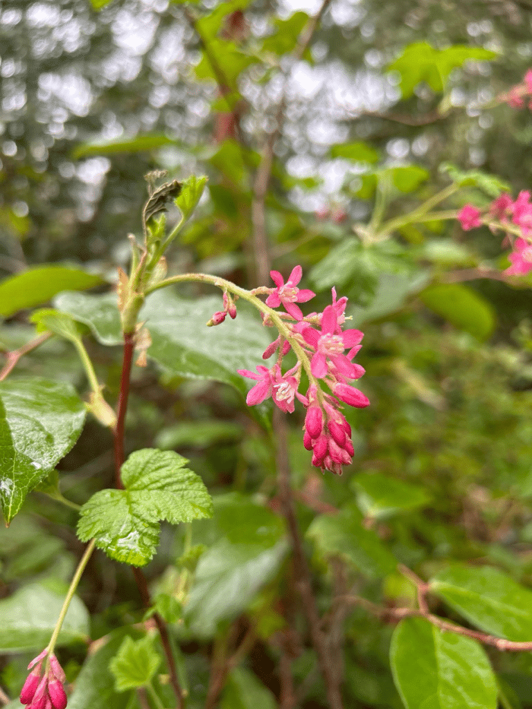 Photo of pink flowers of the flowering red currant against a background of green leaves