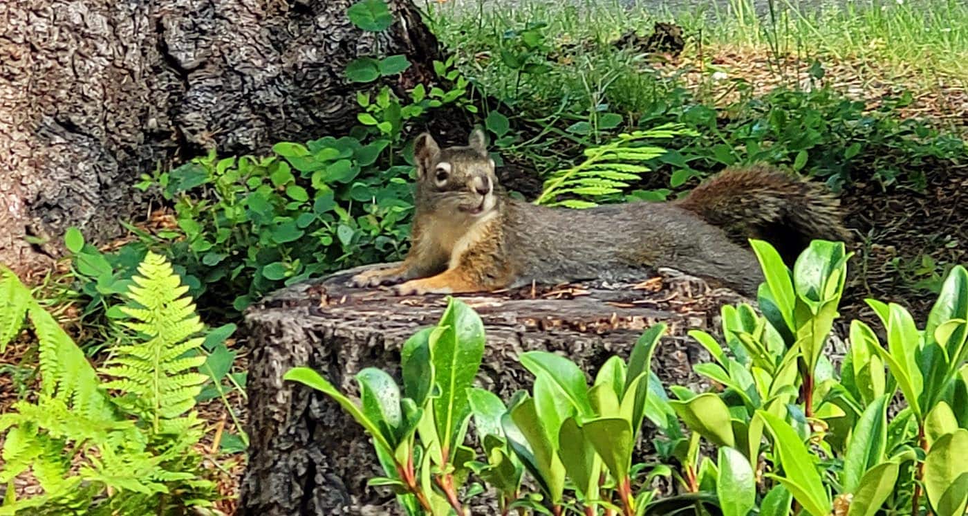 Image of some ferns and other small green plants near the base of a tree in the woods.