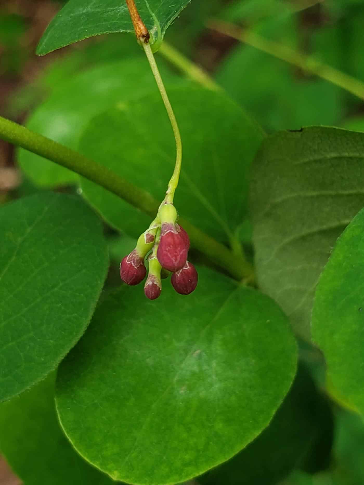 Photograph of a red flower bud against a background of flat green round leaves.