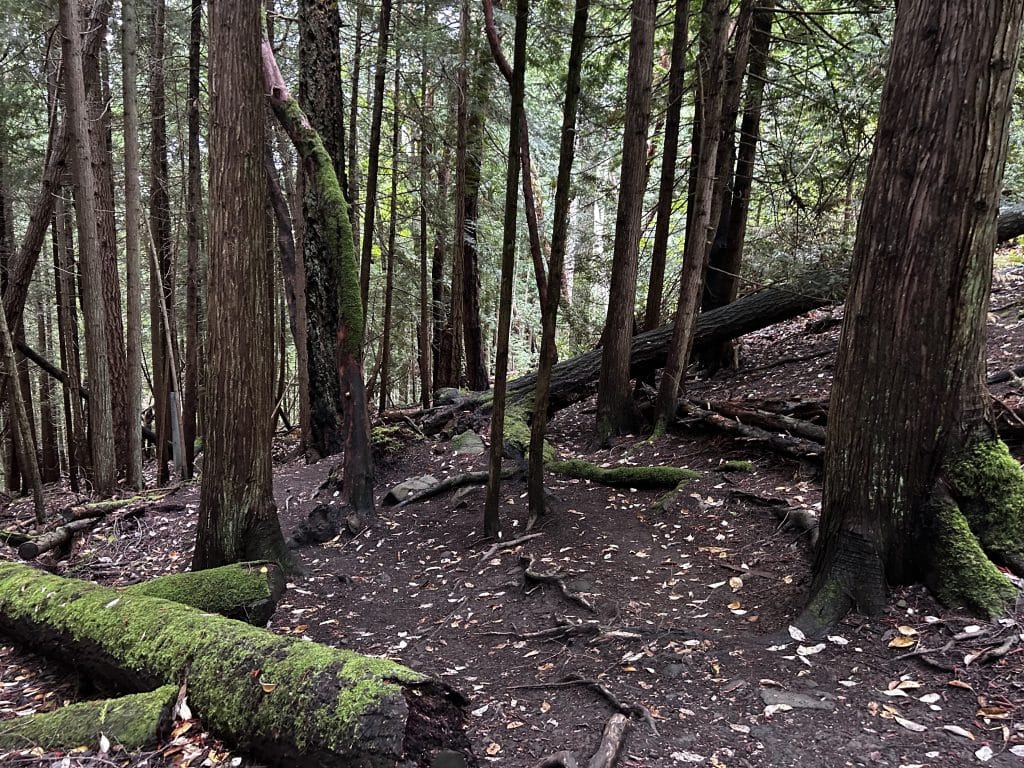 Photo of trees in a dark forest on a hill