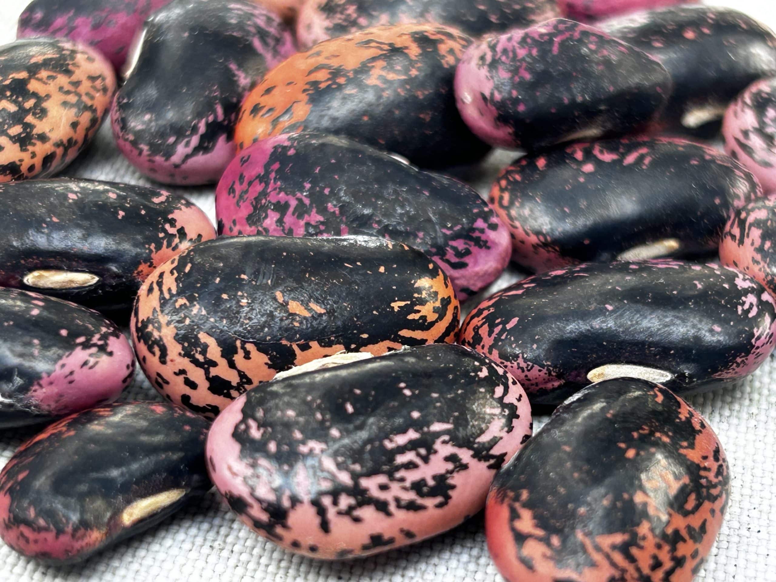 A closeup photo of some dried pole beans ready for planting in the spring. They are pink and black.